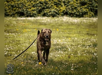 Ludwig - Nur Mädchen erlaubt