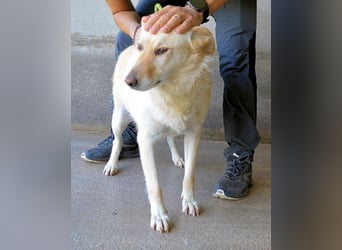 Addison - lange sitzen sie schon da und haben es schwer
