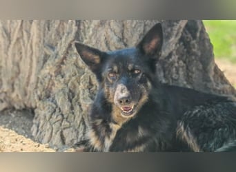 Sofia - Die Reise endet erst dort, wo ein Zuhause beginnt