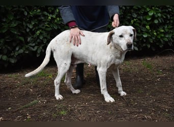 Ginko - SOS - Drei Brüder in großer Not