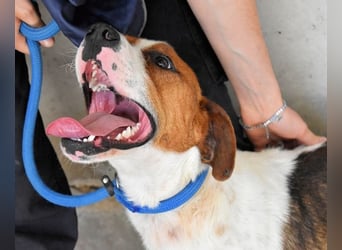 Olli - Quirliges Hundekind braucht dringend Familie