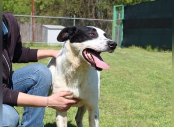 Florentino - Der hübscheste aller Batmans