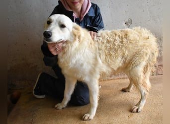 Sadye - Liebevolle Zuwendung....