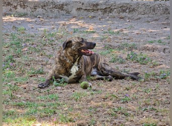 Ludwig - Nur Mädchen erlaubt