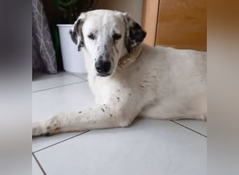 Gina - SOS - Dringend neues Zuhause oder Pflegestelle gesucht - Auch sie droht alles zu verlieren