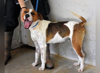 Olli - Quirliges Hundekind braucht dringend Familie