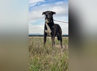 Lola - Das Herz hat seine Gründe