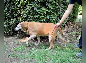 Rinaldo - Gold-Senior sucht dringend Zuhause