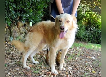 Rodman - läuft sich die Seele wund