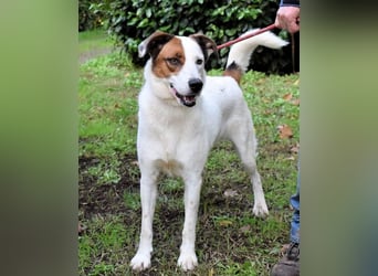 Miah - wohn"haft" in einem Hundelager