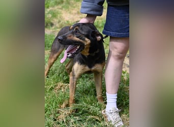 Robin - (Dringend Zuhause oder Pflegestelle gesucht) Ein unbeschriebenes Blatt...
