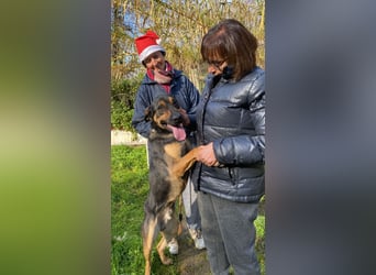 Robin - (Dringend Zuhause oder Pflegestelle gesucht) Ein unbeschriebenes Blatt...