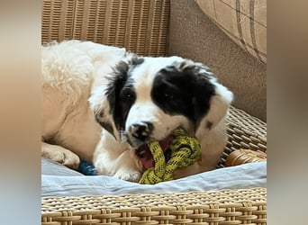 Ingo -  Neunmal werden wir noch wach...