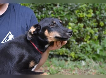 Drifa - vorsichtiges Hundemädchen auf der Suche nach Geborgenheit