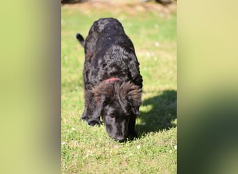 Thor - bereit für sein ganz persönliches Donnerwetter an Liebe