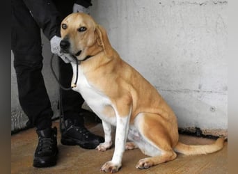 Wiper - Menschisch A1 - Wiper sucht Lehrer