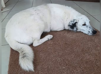 Gina - SOS - Dringend neues Zuhause oder Pflegestelle gesucht - Auch sie droht alles zu verlieren