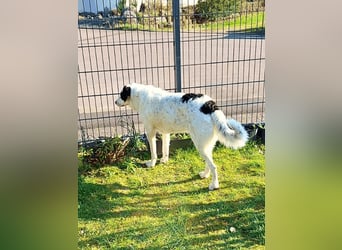 Marni - Dieses Herz hat schon zu lange gewartet