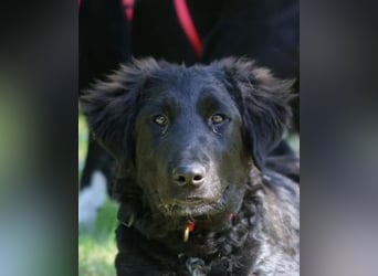 Thor - bereit für sein ganz persönliches Donnerwetter an Liebe