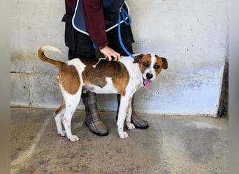 Olli - Quirliges Hundekind braucht dringend Familie