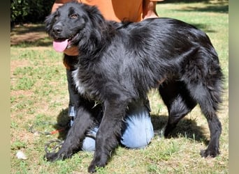 Settimio - Ich bin da, jetzt läuft's!?