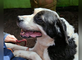 Poldino - Talent zum Seelenhund