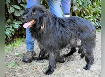 Settimio - Ich bin da, jetzt läuft's!?