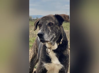 Lola - Das Herz hat seine Gründe