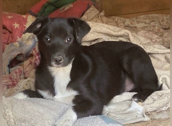 Flaviano - Wenn Du mich holst, bleib ich bei Dir