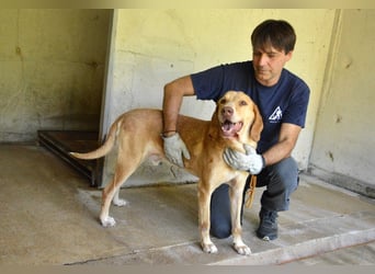 Dioneo - nur ein....!