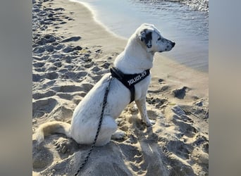 Gina - SOS - Dringend neues Zuhause oder Pflegestelle gesucht - Auch sie droht alles zu verlieren