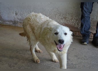 Sadye - Liebevolle Zuwendung....