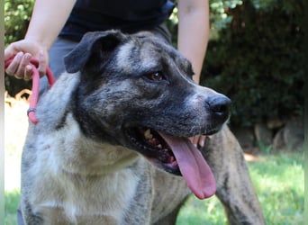 Fionella - Tigerchen sucht Familie