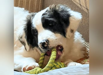 Ingo -  Neunmal werden wir noch wach...