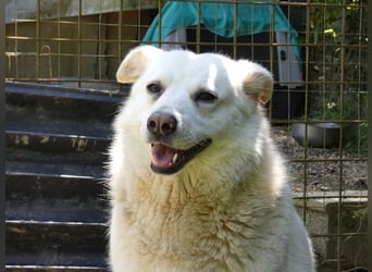 Gea - eine zarte Seele auf der Suche nach ihren Menschen