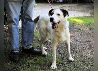 Miah - wohn"haft" in einem Hundelager