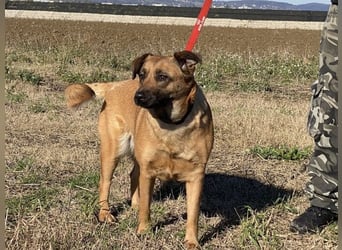 Asha - Neugierige Frohnatur sucht ihren Prinzessinnenplatz