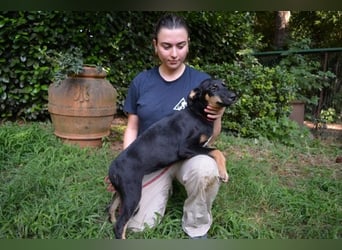 Drifa - vorsichtiges Hundemädchen auf der Suche nach Geborgenheit