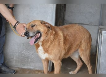 Kemp - Runder Rundum-Schatz