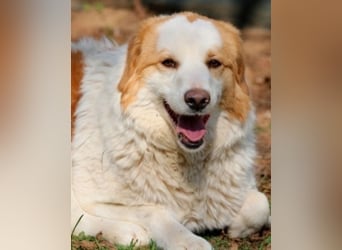 Tish - mit dem wunderschönen Kuschelfell