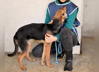 Bastrel - bereit für die Klasse "Zuhause"