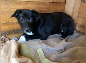 Flaviano - Wenn Du mich holst, bleib ich bei Dir