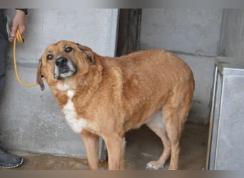 Kemp - Runder Rundum-Schatz