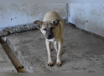 Quarven - Kleiner Hundejunge, was nun?