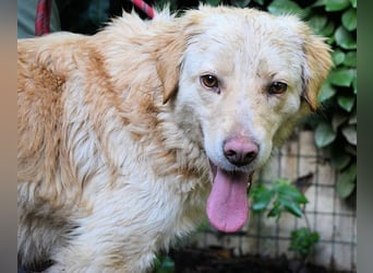 Rodman - läuft sich die Seele wund