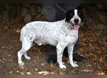 Demetrius - SOS - Sensibler Hund in großer Not