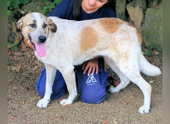 Solidea - 744 Stunden