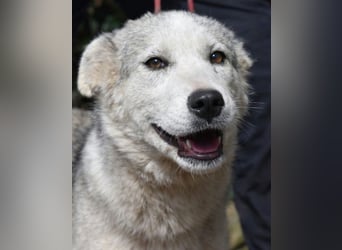 Kemyra - Ein "Wölfchen" sucht sein Rudel