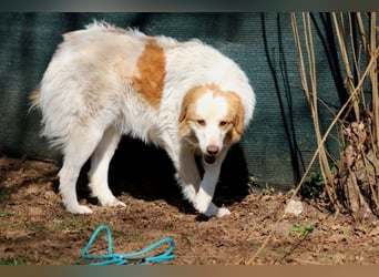 Tish - mit dem wunderschönen Kuschelfell