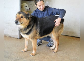 Annalise - Eine liebevolle Gefährtin mit einem sicheren Wesen